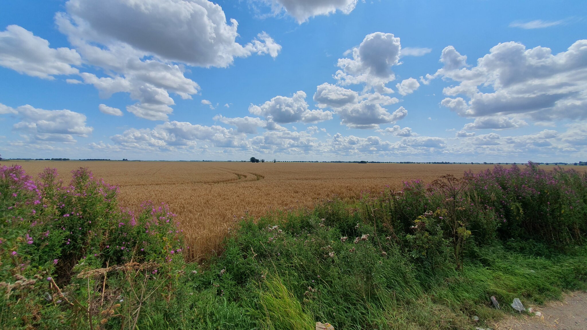 flatlands - header image