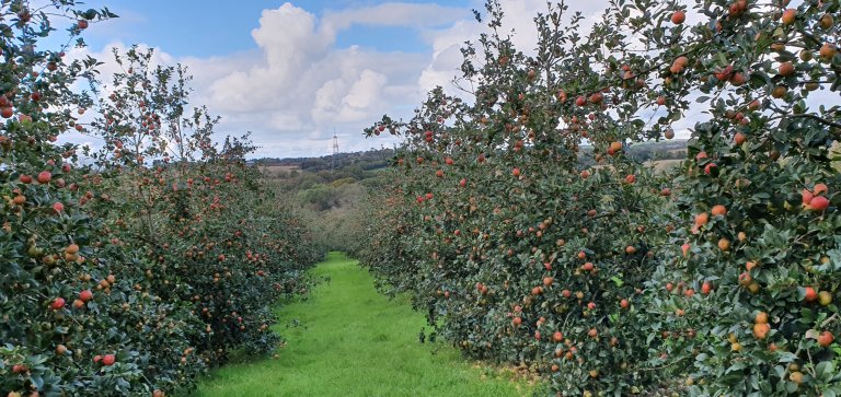 Haywood's cider trees full of beautiful Apples