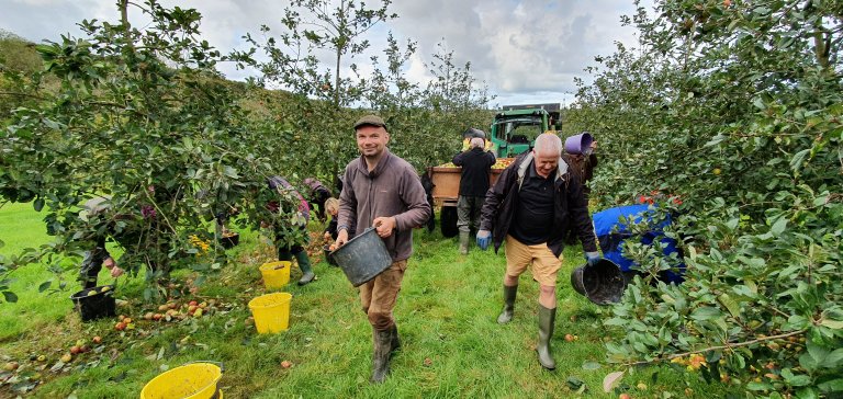 Tom leading the picking with Vince, CAMRA Kernow Deputy Chair close behind